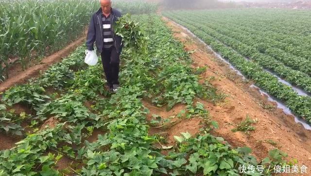 夏天这碱性蔬菜要多吃，钙是西红柿的8倍，清脆爽口，不懂可惜了