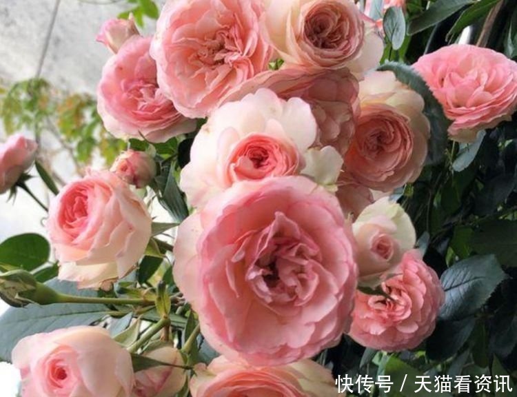 铁海棠|4种花现在养刚刚好,开花很漂亮,浇水就疯长,夏季也能疯长不停