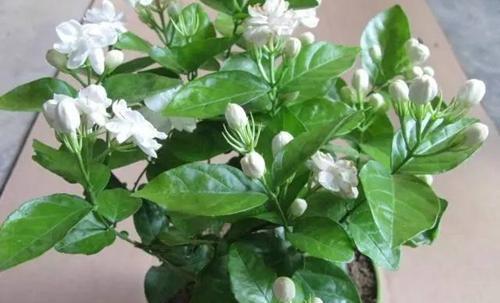 盆栽|茉莉花怎样养到爆茉莉花爆盆方法技巧