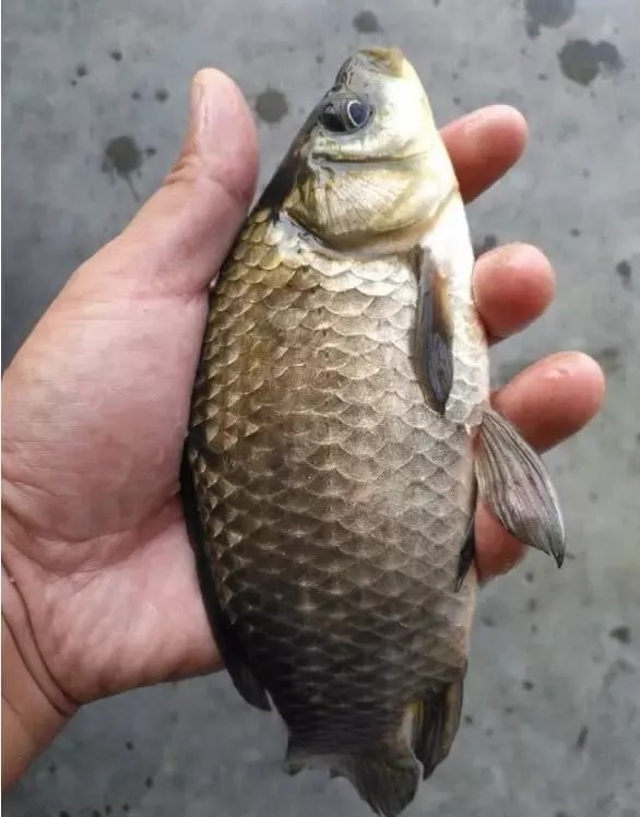 冬天不打窝反而钓得更多?多半是方法用错了,这样打窝聚鱼才快