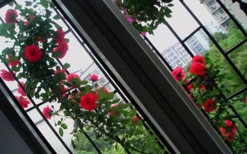 腐熟肥|庭院里的月季花长出新叶子后,这么打理才能够一茬接一茬开花