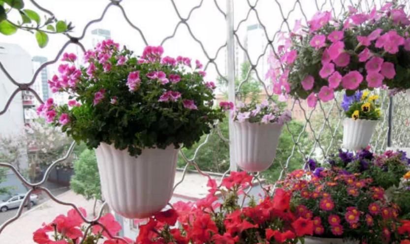 不为人熟知的养花秘诀：怎么合理使用红砖达到调节效果？