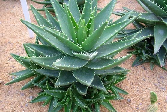 芦荟爆盆法,点中4个“养护穴”,叶片杠杠厚,爆满“肥崽子”