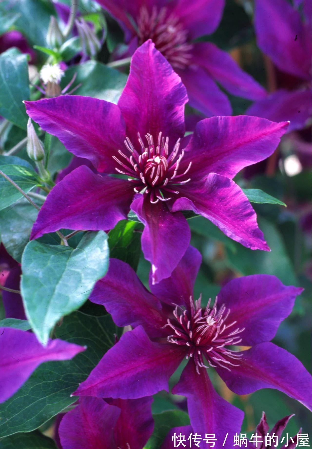 铁线莲|6种“漂亮花”,立秋后快施肥,叶片杠杠厚,花苞挤满盆