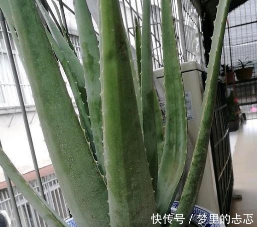 路子|养芦荟,按照这个“路子”,蹭蹭冒小芽,叶片粗壮厚实,挤满盆!