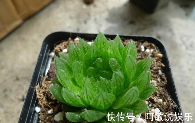 多肉|新手浇水切莫急,教你怎么判断浇水时间,也能养出美貌的萌多肉