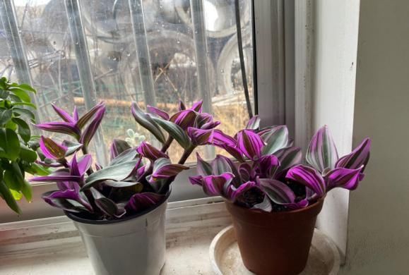 橘皮、柚子皮别扔,泡水里成大补肥,养花太有用了