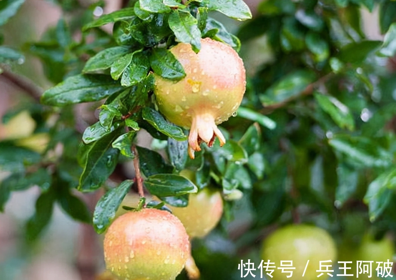 古人@民间俗语“院中有五树,子孙一直富”,说的都是哪些树?有何道理