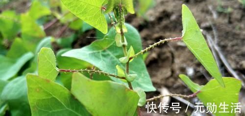 野草|农村这种野草,蛇见了就跑,人称“蛇倒退”,却是民间的治病良药