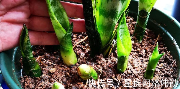 新芽|虎皮兰闹脾气不出新芽怎么办?学会这两招,不出也得出