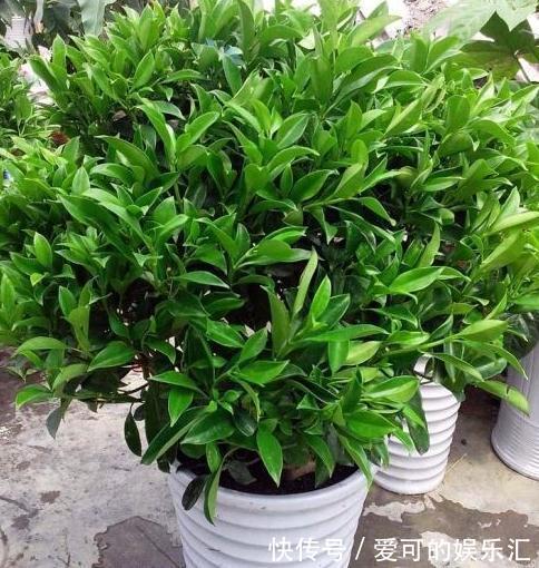 阳台养花总烂根,黄叶,不开花,3个关键要知道,不能忽略