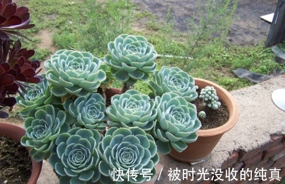 扦插育苗|养花小技巧:怎么自制黄豆肥?防范病虫害?扦插育苗?