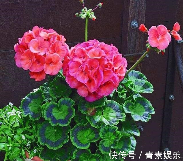 蚊虫讨厌的5种花，气味“很个别”，只要不嫌弃，多养几盆很管用