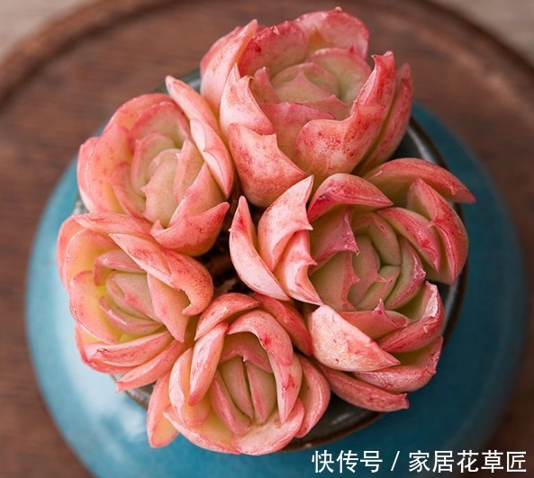 回家|1种多肉,十分漂亮,还容易活,回家赶紧养一盆,简直好极了