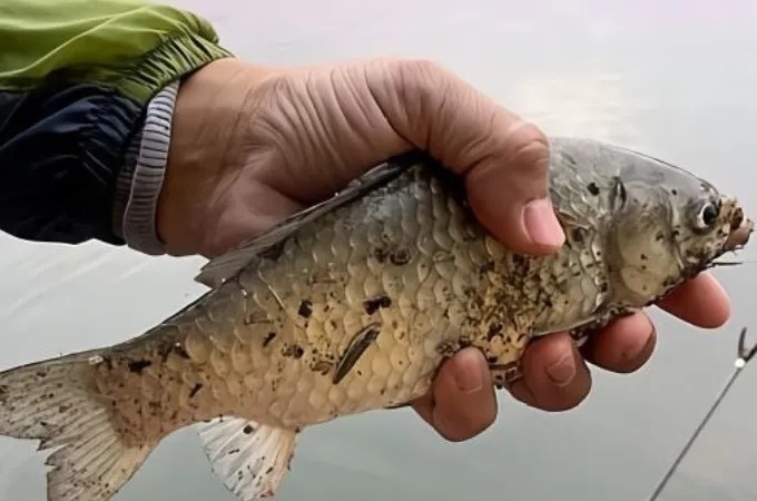 鱼不上钩，到底是饵料不好还是钓法不对？老钓手一语道破！