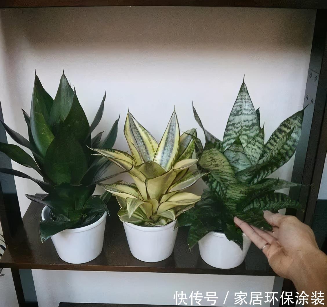 春天养虎皮兰,谨记3个小窍门,叶子宽又亮,小芽一个接一个