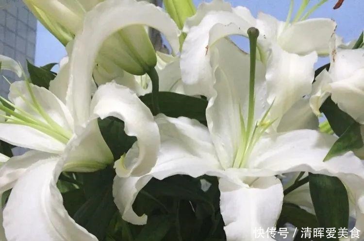 百合花花蕊粘液有毒吗