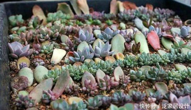 冬天养多肉,温度合适别闲着,叶插发芽欢乐多,长成仔仔多快乐!