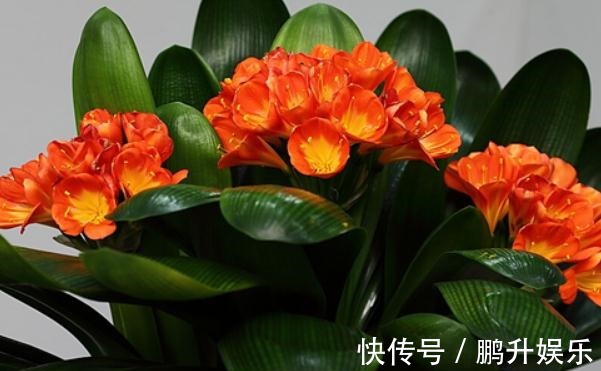 君子兰“只有叶”浇点“开花水”,花苞嗖嗖蹿,花朵一开就上百