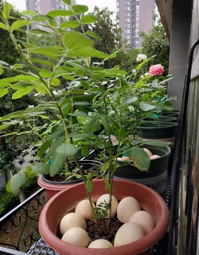 简单|新手养花不能急,先学会施肥养花简单,这4点最重要