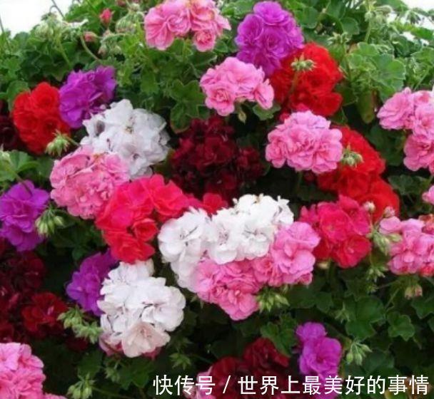 瓷玫瑰瓷玫瑰|5种花不仅花好看,名字也好听,还是爆盆能手