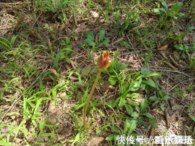 开花不见叶,花叶生生世世永不能相见的植物,还有一个好听的名字