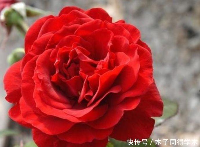 4种花卉花期长易爆盆,颜色丰富又艳丽,养在家里四季都赏花3