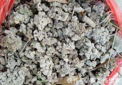 雨过天晴，拿着铲子去路边，挖点“蚯蚓土”回家晒一晒，用来养花