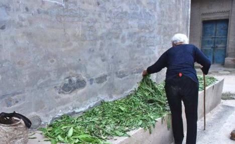 此物|蒲公英加上此物一起冲泡，坚持喝一个月，肝脏变干净，胃也更好了