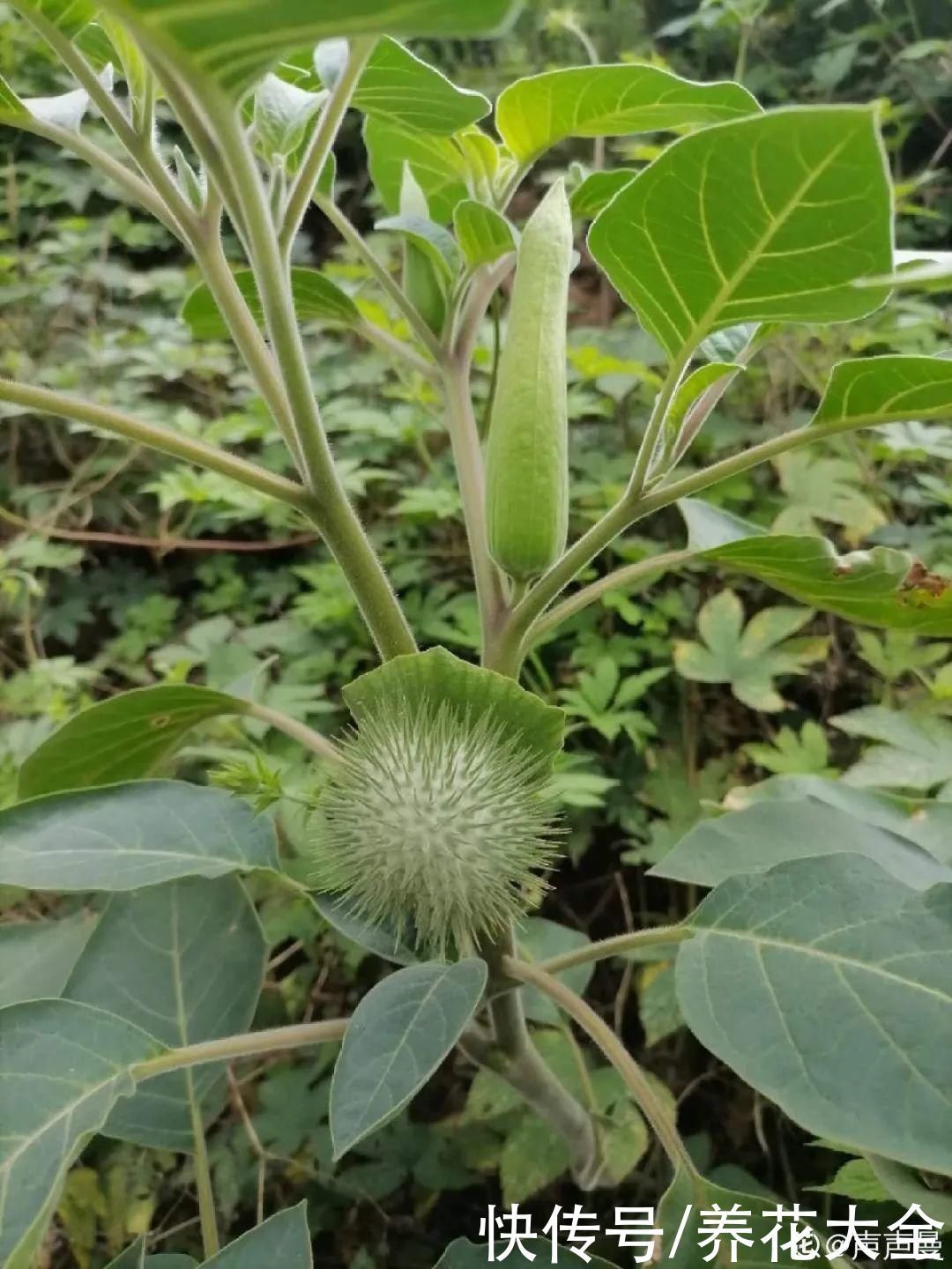 紫茉莉|不能小看入侵植物,看到后要立马拔掉,留着就是祸害