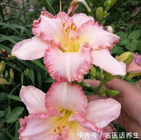 家里种棵“黄菜花”，开花几十年，花大如百合，满院“妈妈花”