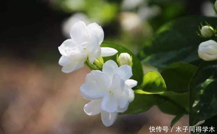 修剪|茉莉花开花时间短,可能是少了这一步,做好了能一直开花到十月