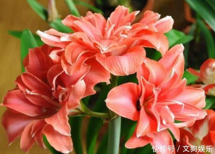 4种女神花养家里,名字好听,花更美,开花漂亮上档次!