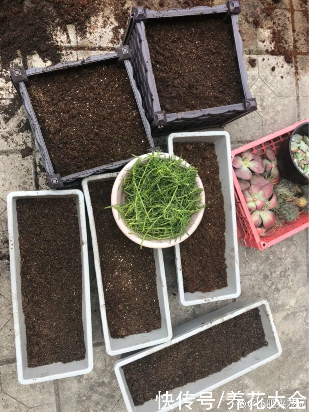 11种常见花，现在扦插，成活率特高