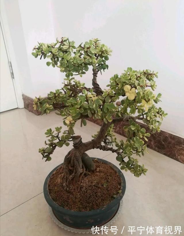 橘子皮|金枝玉叶太好养了,常用两种水,嫩叶冒不停,长势很喜人