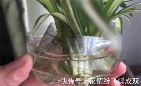 花土|夏天就是种花日，这花养半个月就爆满阳台，路过都要羡慕死！