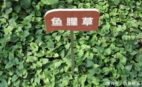 田间|田间野地中一野菜,因味道被人嫌弃,却是“万能消炎药”!