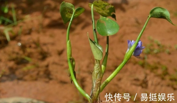鸭舌草|水田附近的一种“竹叶”,过去是用来喂猪的,现在称为一道野菜