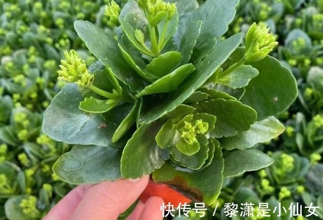 冬季养长寿花,要记住2点,叶肥厚油绿、花苞多花色美好华丽