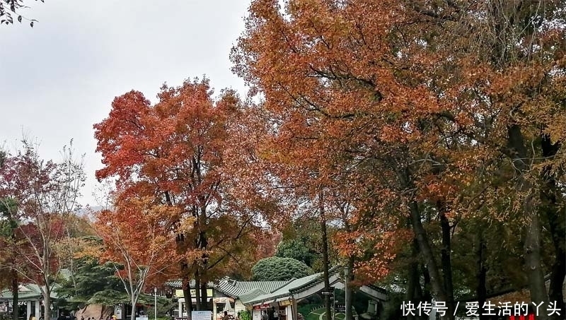 流徽榭|紫金山风景区欣赏雪景，徐向前元帅亲题“流徽榭”