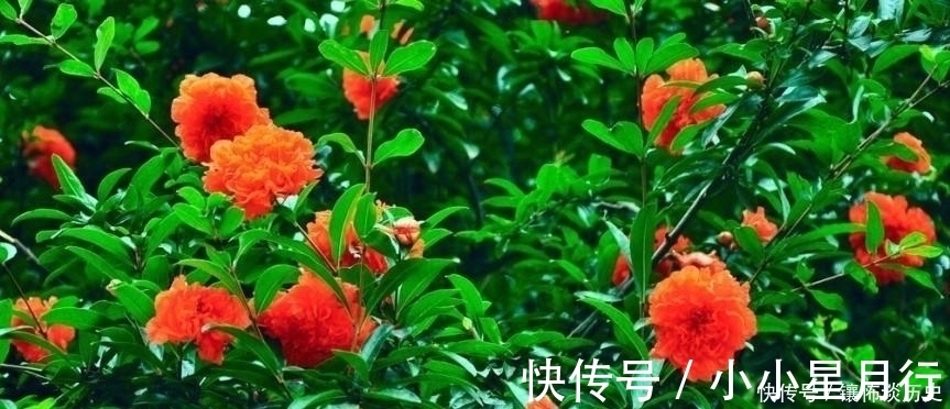 杨万里$清风明月正宜人,足以慰风尘,七首唯美宋诗,忘却烦恼只留星辰