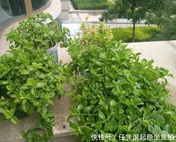 疯长的牡丹吊兰,直接扦插在花盆里就能爆满盆,长成一盘菜