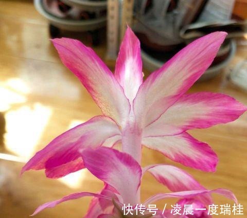 点心|夏季的蟹爪兰,养护时要“用点心”,秋冬季才能长得旺!