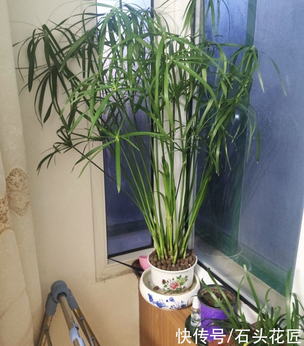 白掌|北方家里“干燥”?冬天养上3种植物,房子湿润、空气好