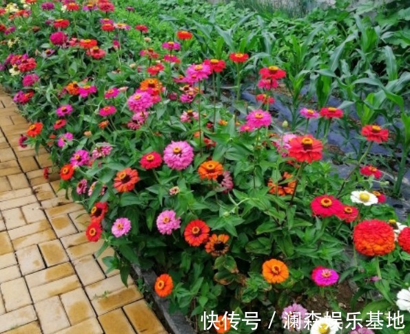 室外温度达到10度以上，越早将它们露天安置，开花就越多越好