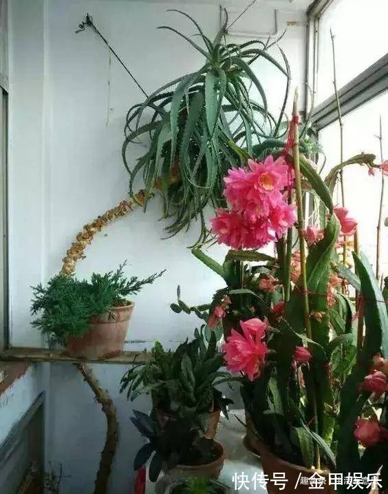 芦荟养越久,越有“价值”,3招学会了,让你家芦荟变成“树”!