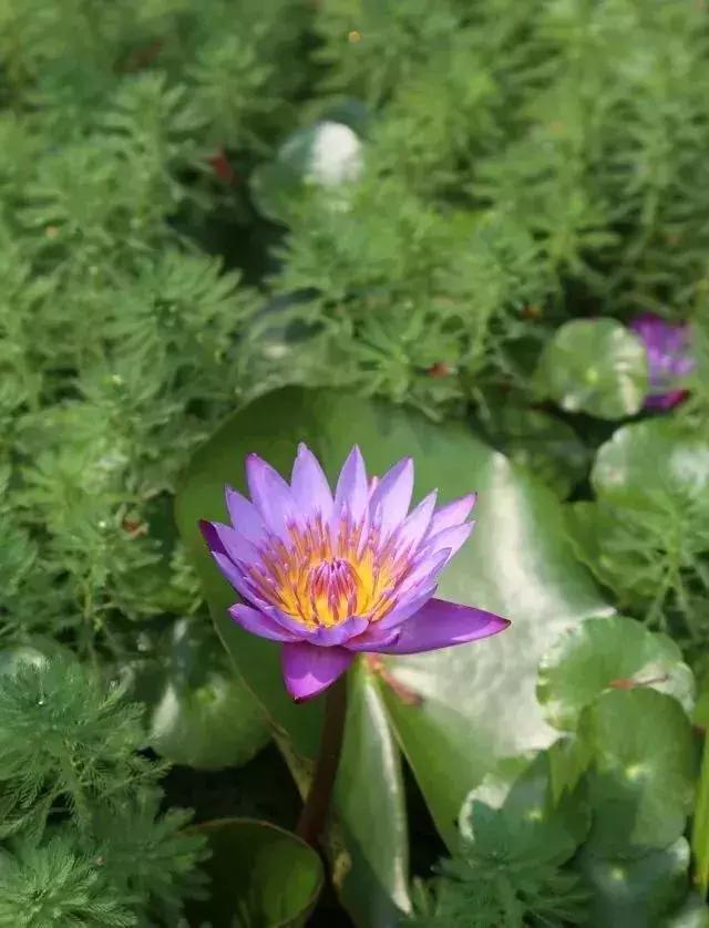 普洱茶|夏天泡脚,养生效果杠杠的!只需5分钟,祛湿又助眠