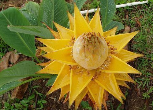 老花农都爱养的四大辟邪花卉,养一盆避邪镇宅,你家养了没?