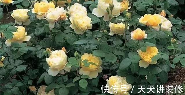 微月|在阳台上打造出一个月季小花园,距离你很近,做好4个方面就行