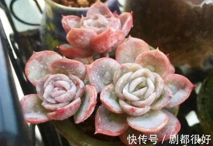 国庆后养多肉,做好3件事,多肉快速爆盆,叶片肥厚上色美